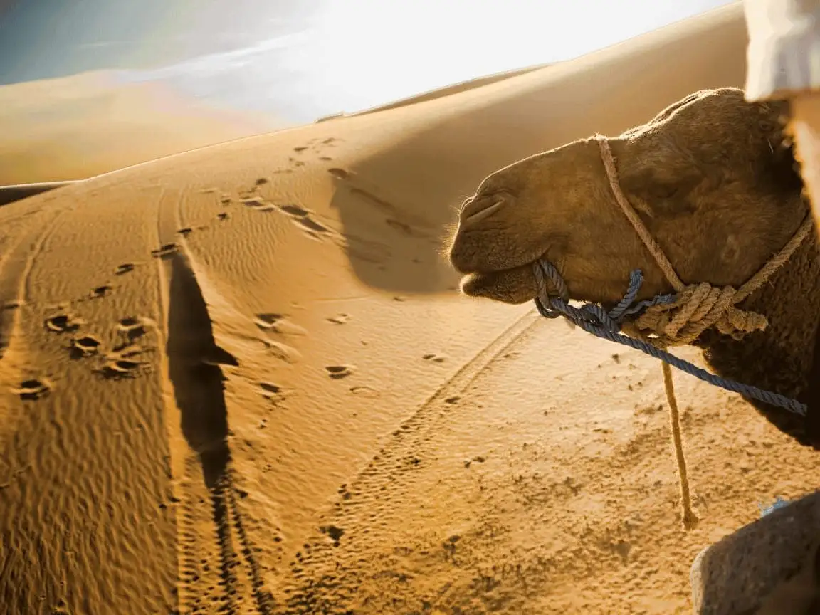 4 Days Morocco Desert Tour from Marrakech