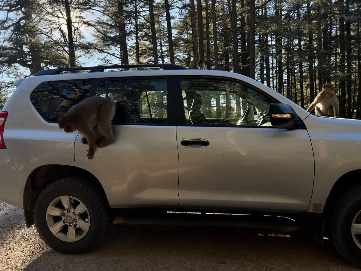 Ifrane & Azrou: Morocco's Little Switzerland and the Barbary Macaques